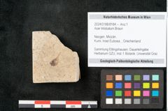 Foto (Objekt + Etikett) von Acer trilobatum Braun (NHMW-GEO-2024-0188-8184)